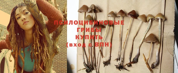 PSILOCYBIN Аркадак
